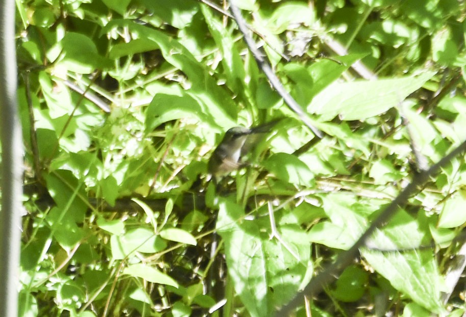 Ruby-throated Hummingbird - ML619410046
