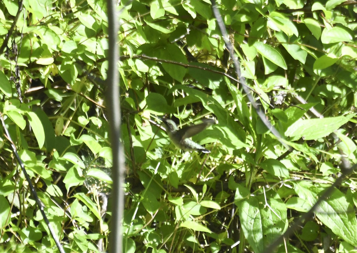 Ruby-throated Hummingbird - ML619410047