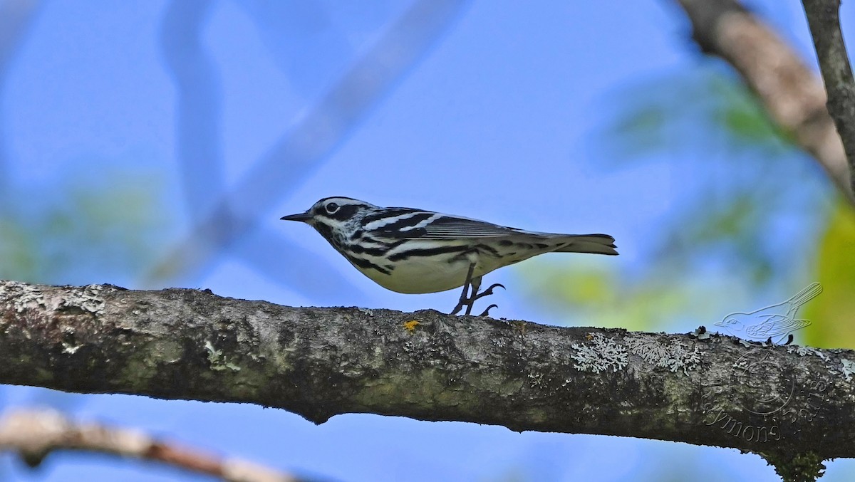 Black-and-white Warbler - ML619410108