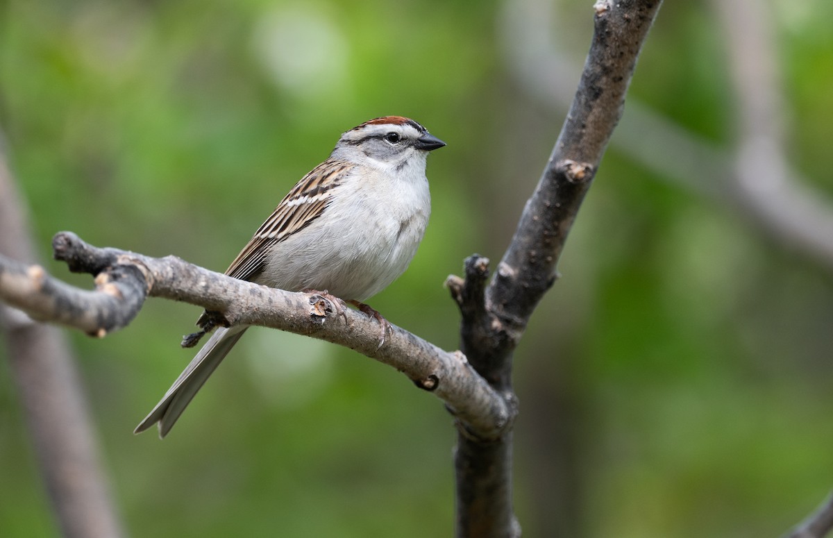 Chipping Sparrow - ML619410112