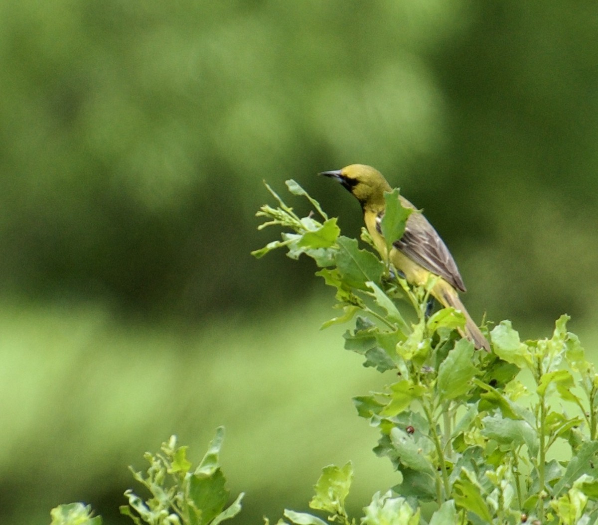 Orchard Oriole - ML619410117
