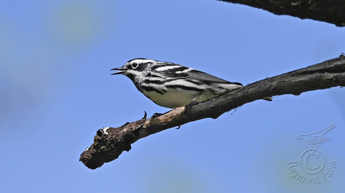 Black-and-white Warbler - ML619410118