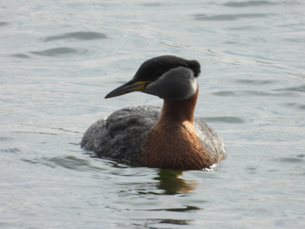 Red-necked Grebe - ML619410123