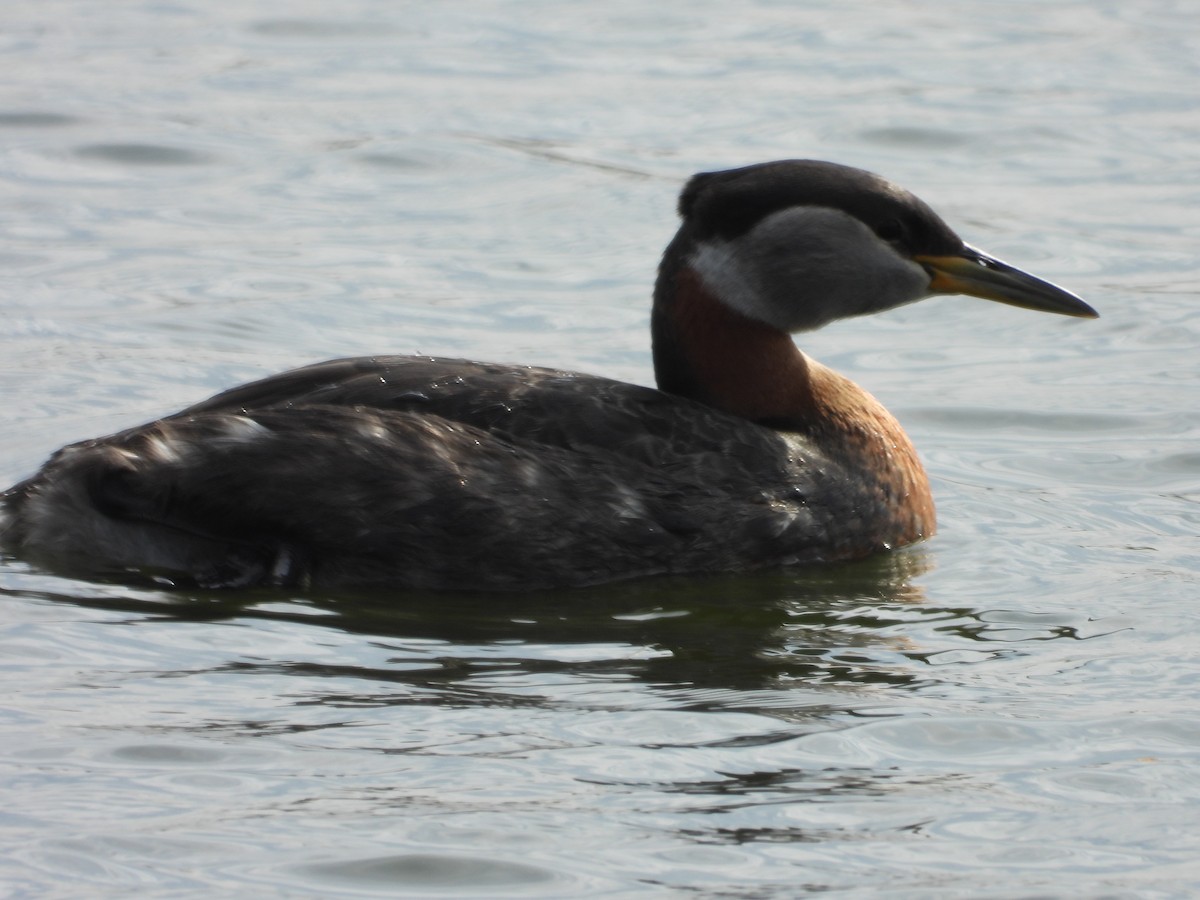 Red-necked Grebe - ML619410126