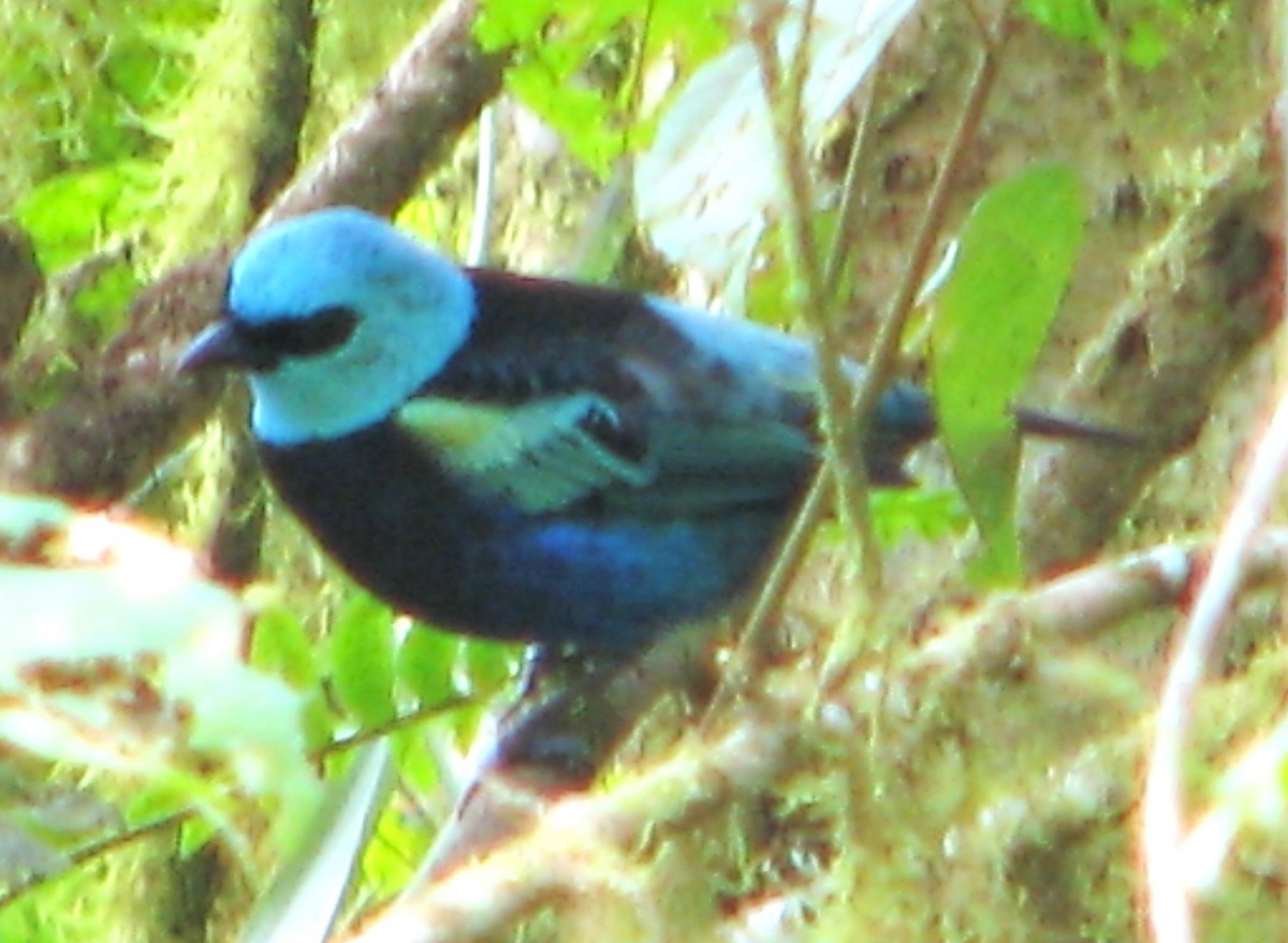 Blue-necked Tanager - ML619410127