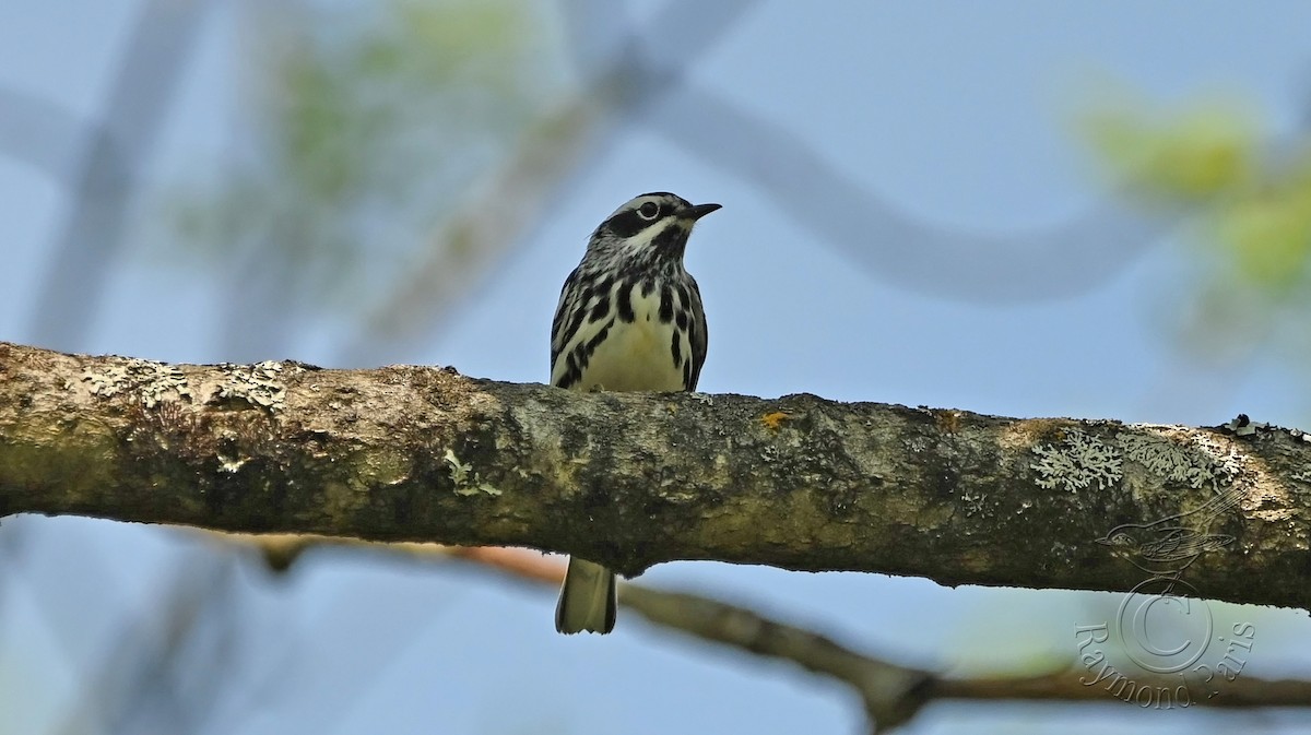 Black-and-white Warbler - ML619410135