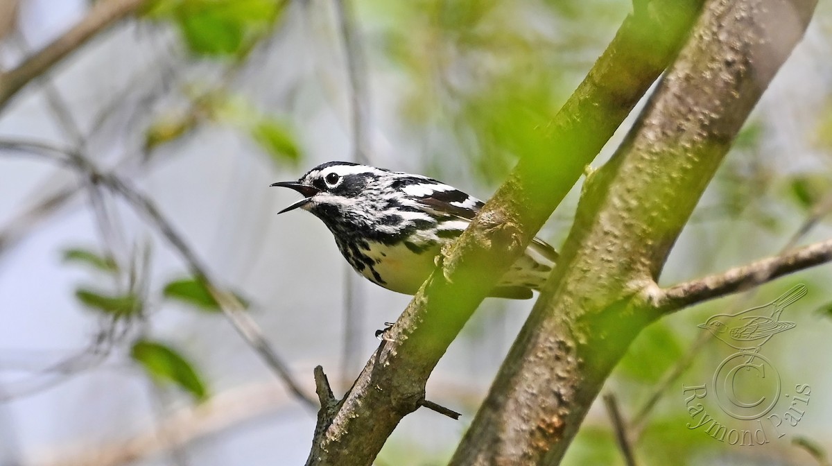Black-and-white Warbler - ML619410153