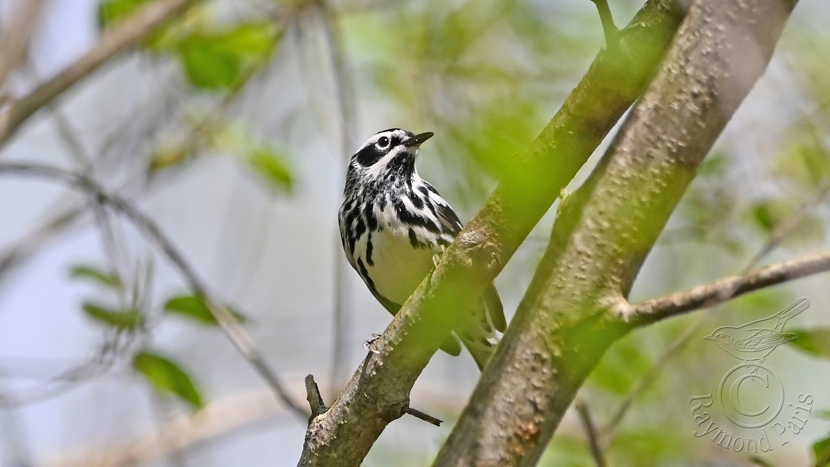 Black-and-white Warbler - ML619410170