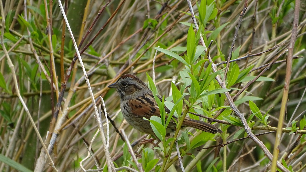 Swamp Sparrow - ML619410212