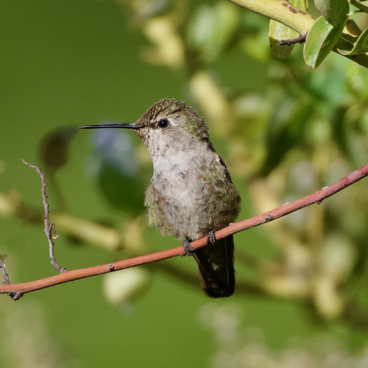 Anna's Hummingbird - ML619410220