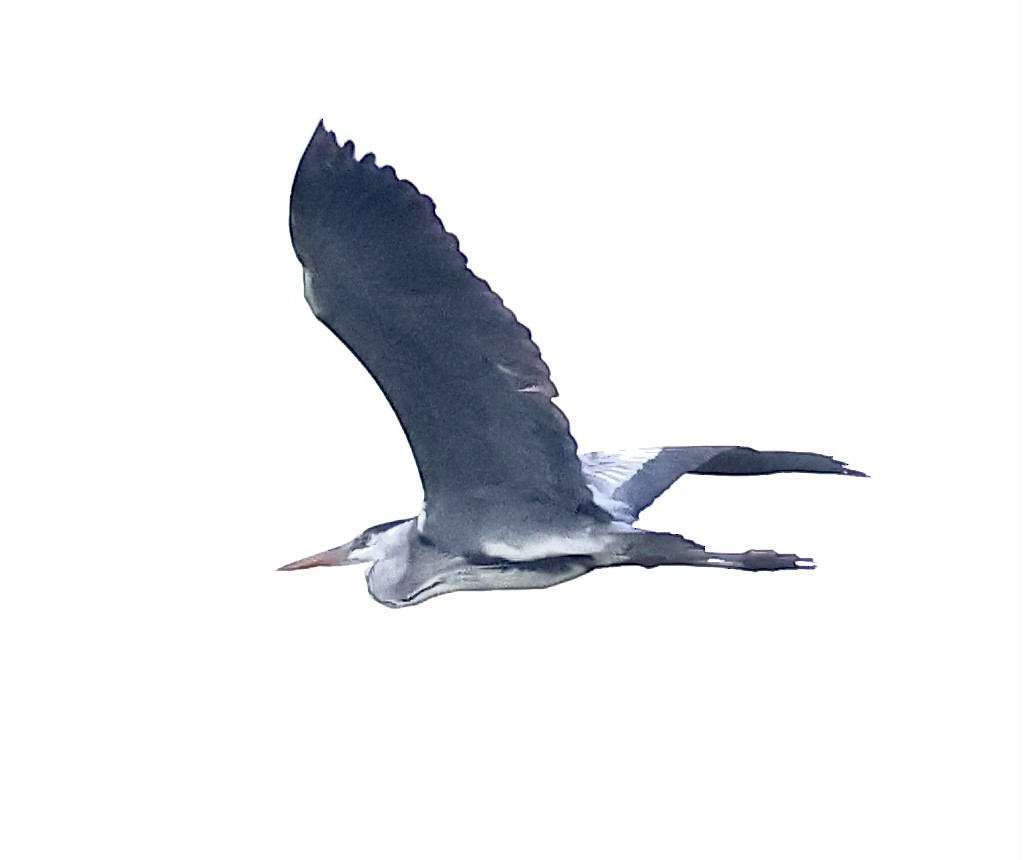 Gray Heron - ML619410230
