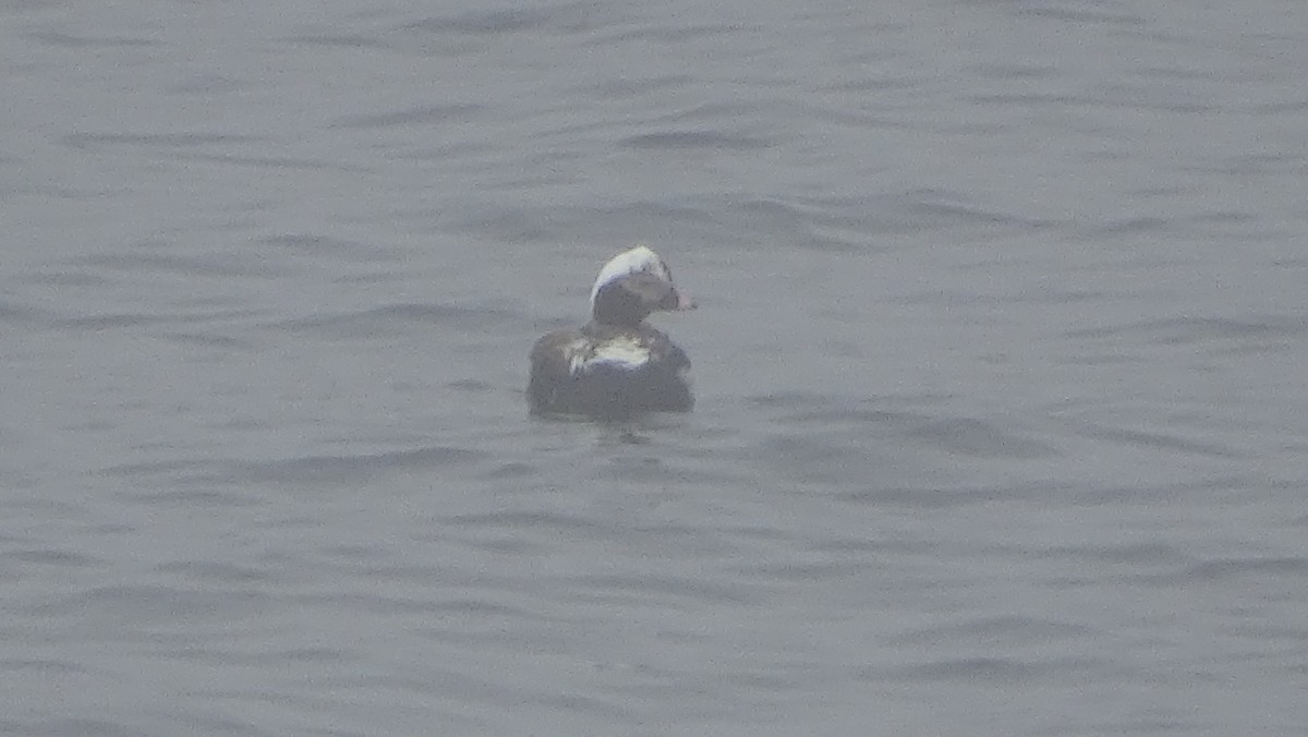 Long-tailed Duck - ML619410236