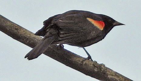 Red-winged Blackbird - ML619410254