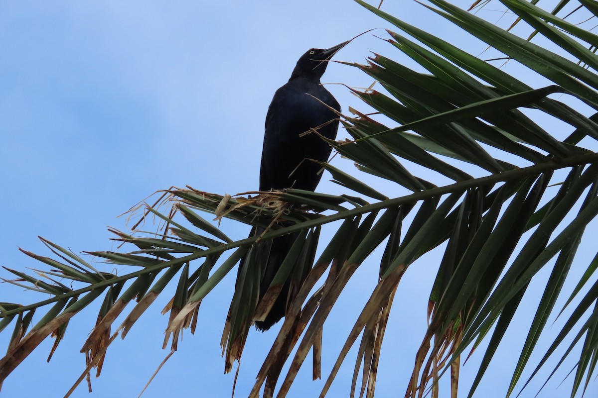 Great-tailed Grackle - ML619410289