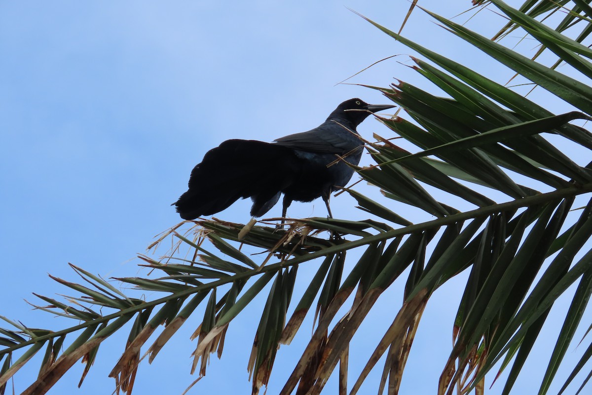Great-tailed Grackle - ML619410298