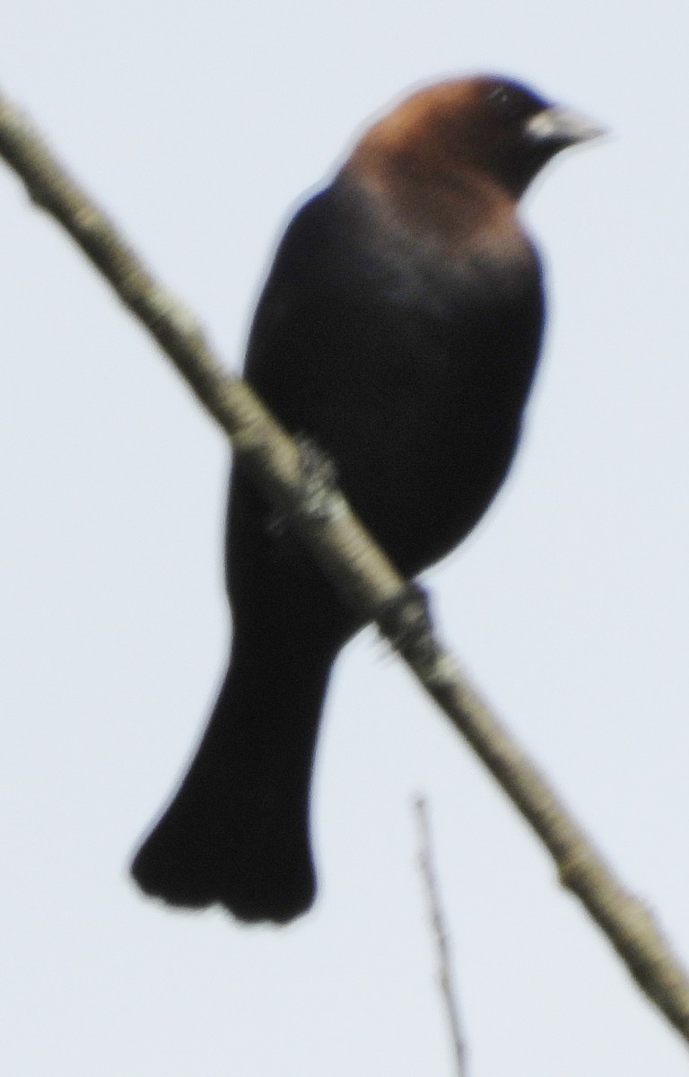Brown-headed Cowbird - ML619410312