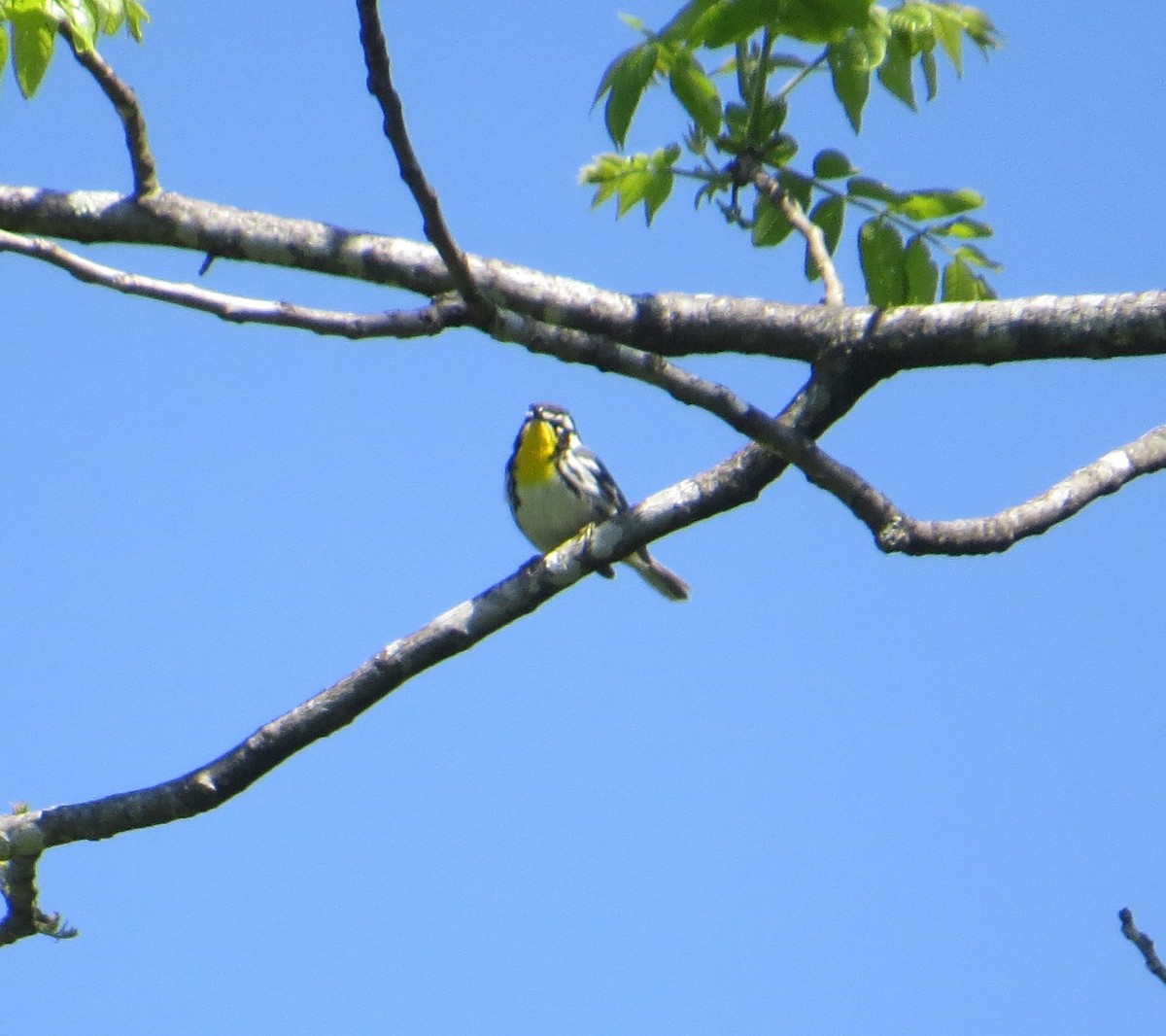 Yellow-throated Warbler - ML619410423