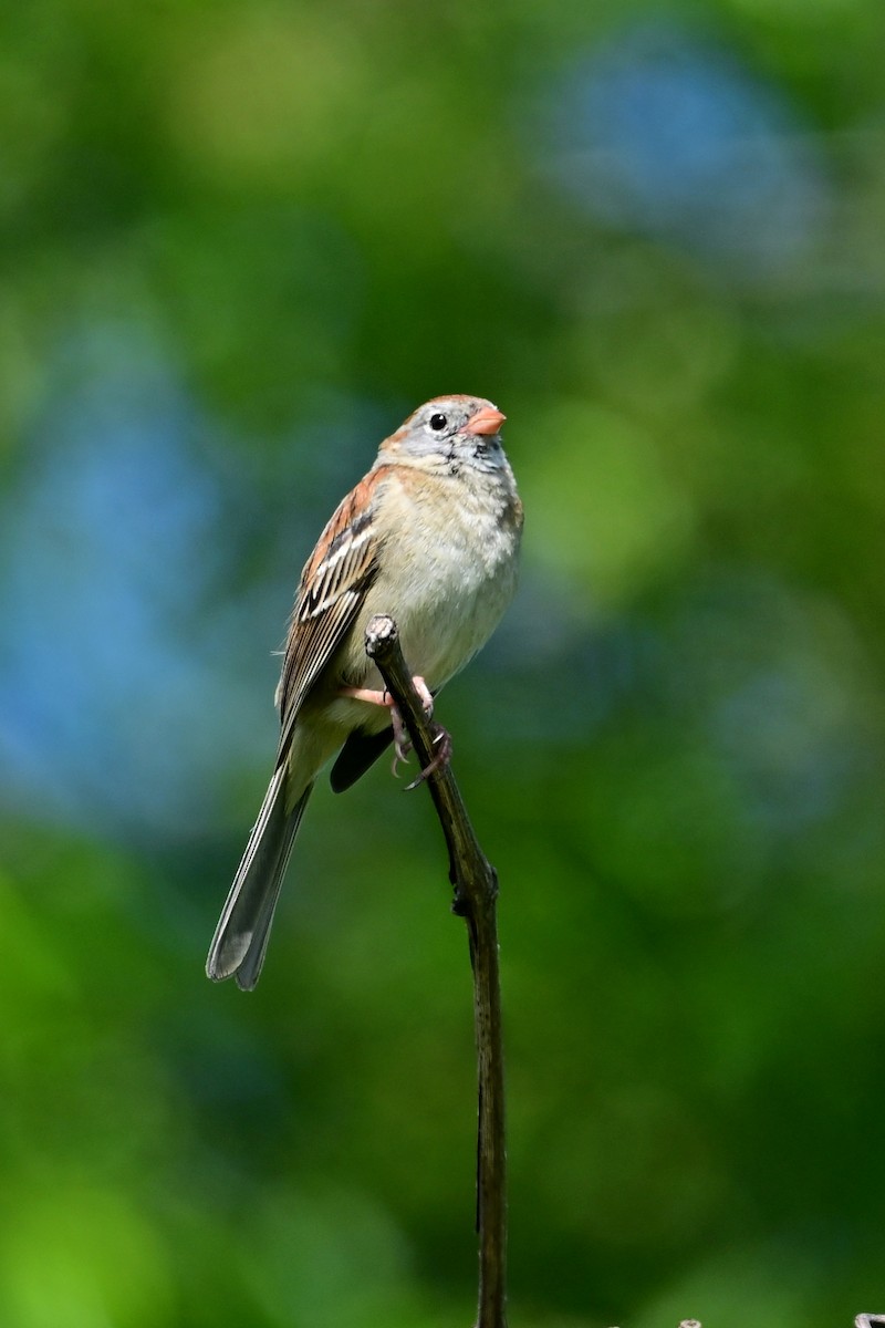 Field Sparrow - ML619410510