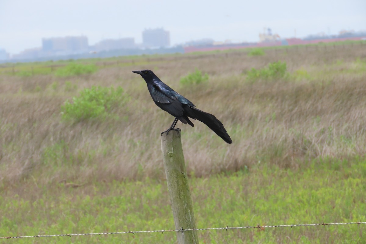 Great-tailed Grackle - ML619410542