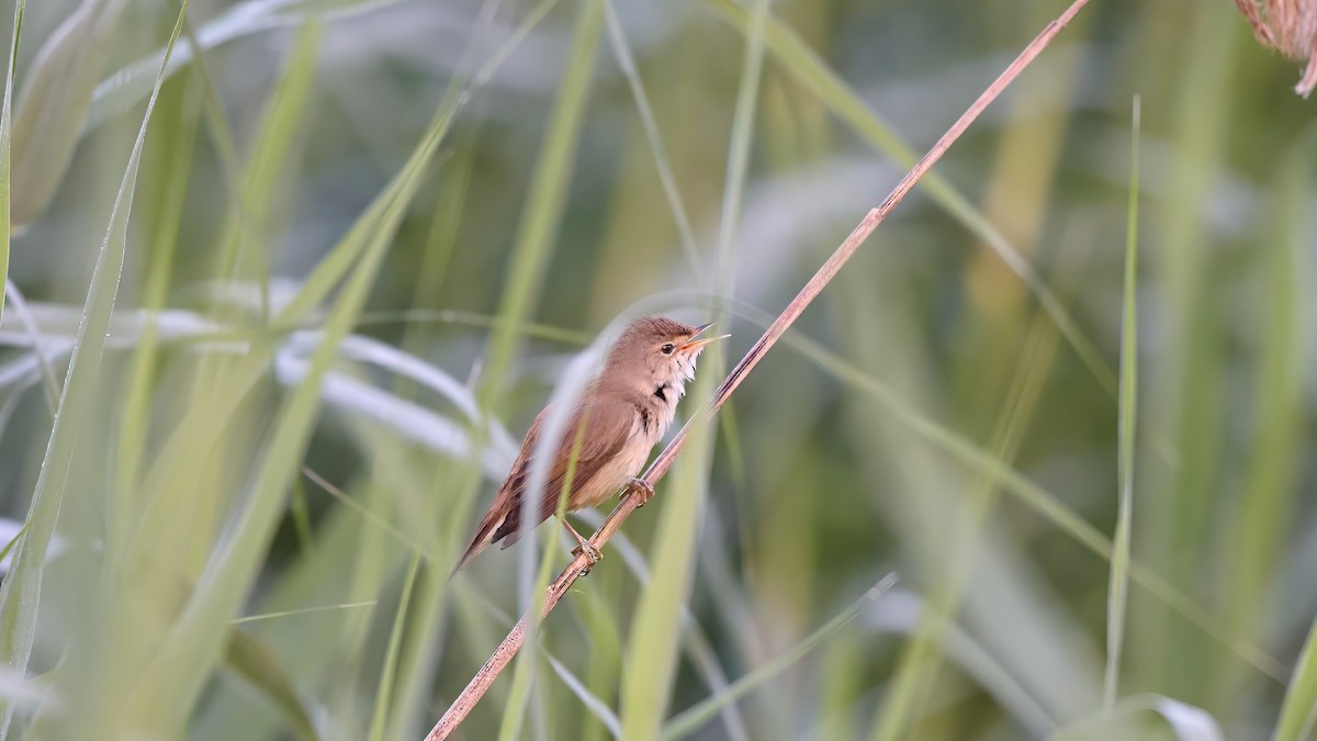Common Reed Warbler - ML619410547