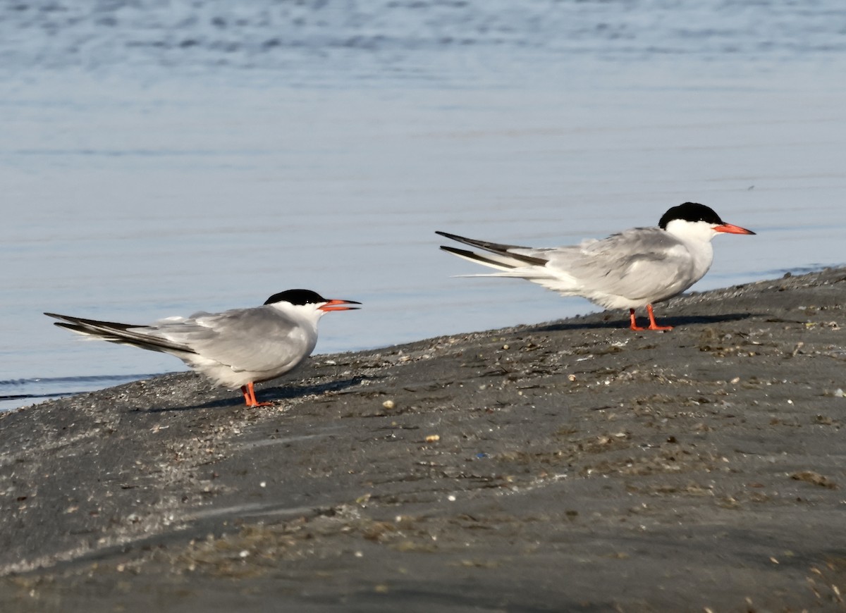 Common Tern - ML619410598