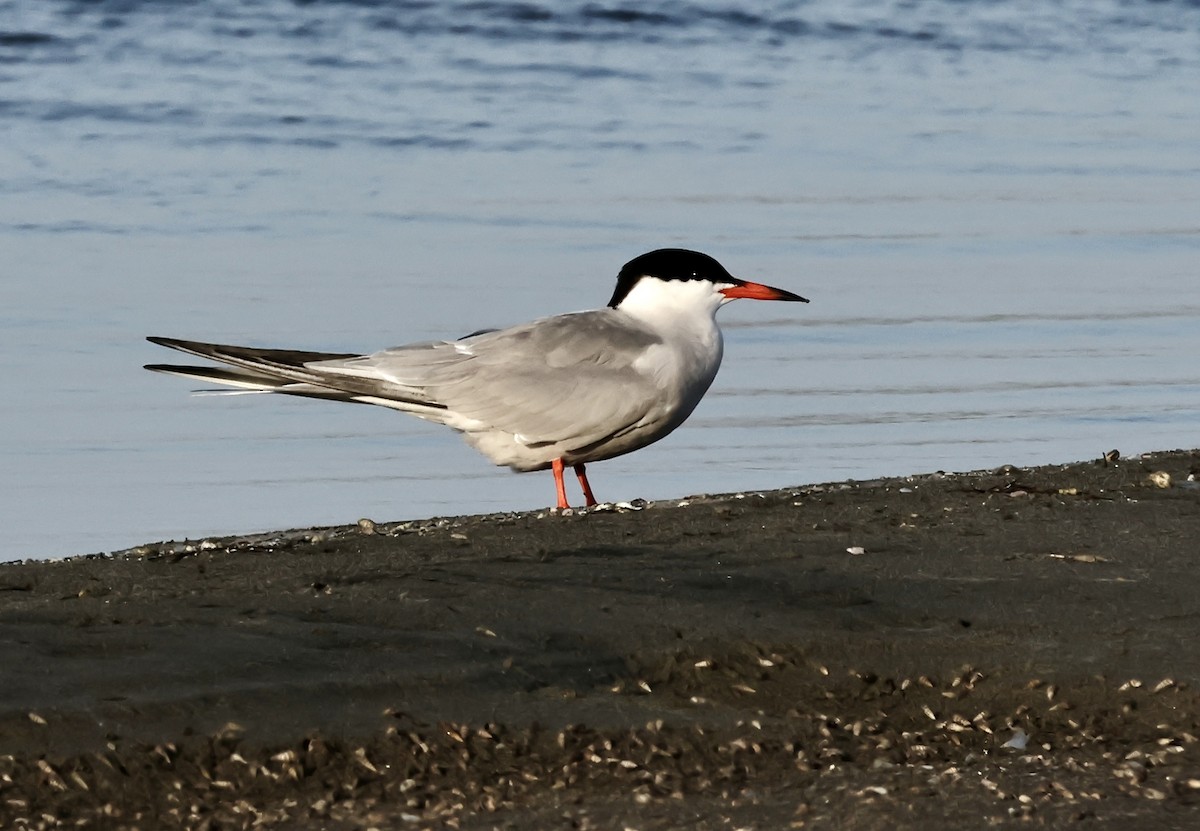Common Tern - ML619410603