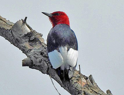 Red-headed Woodpecker - ML619410667