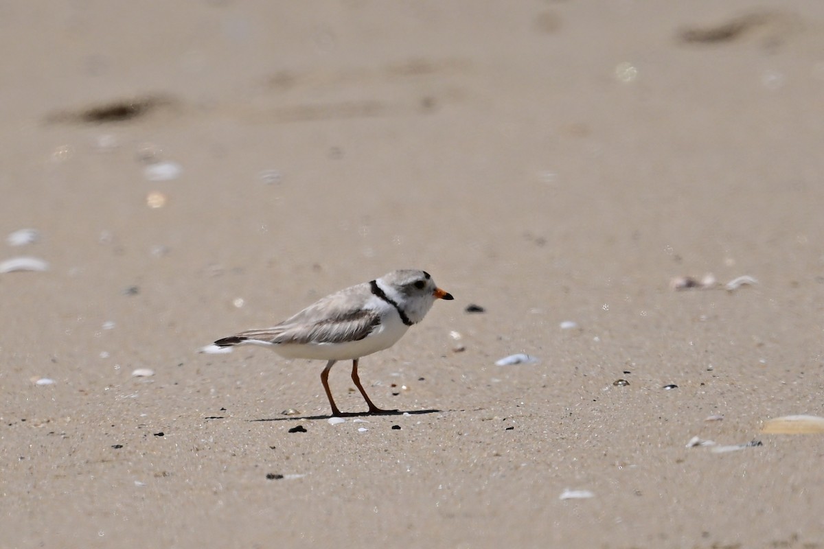Piping Plover - ML619410761