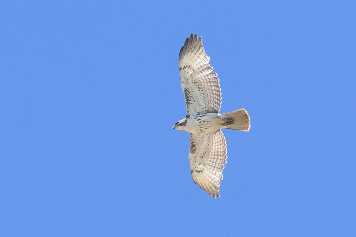 Red-tailed Hawk - ML619410784