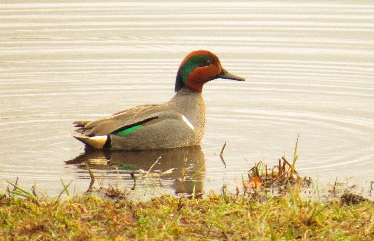 Green-winged Teal - ML619410791