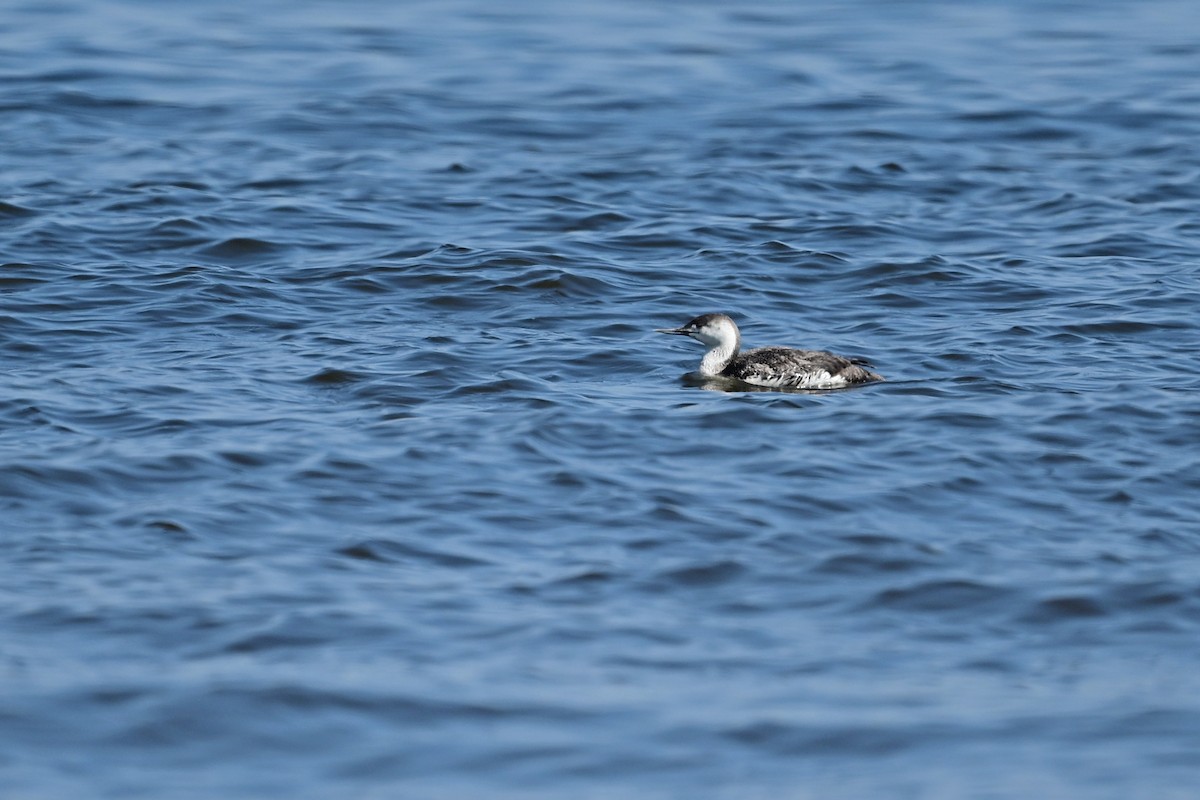 Red-throated Loon - ML619410824