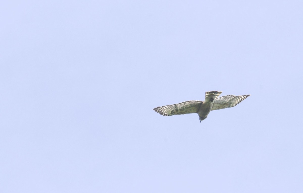 Broad-winged Hawk - ML619410828