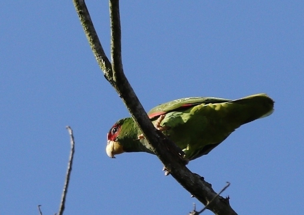White-fronted Parrot - ML619410837