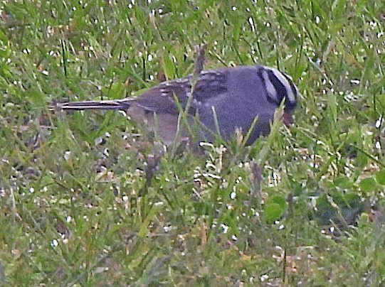White-crowned Sparrow - ML619410846