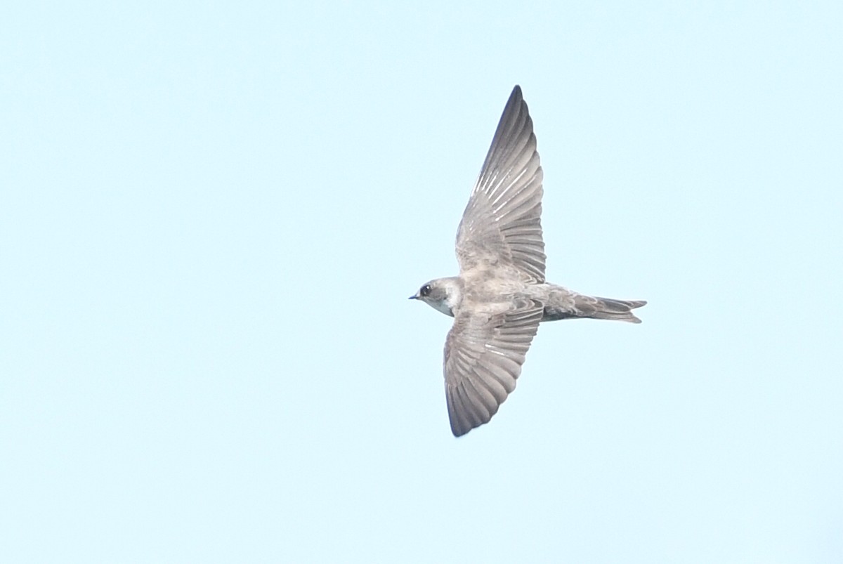 Northern Rough-winged Swallow - ML619410852