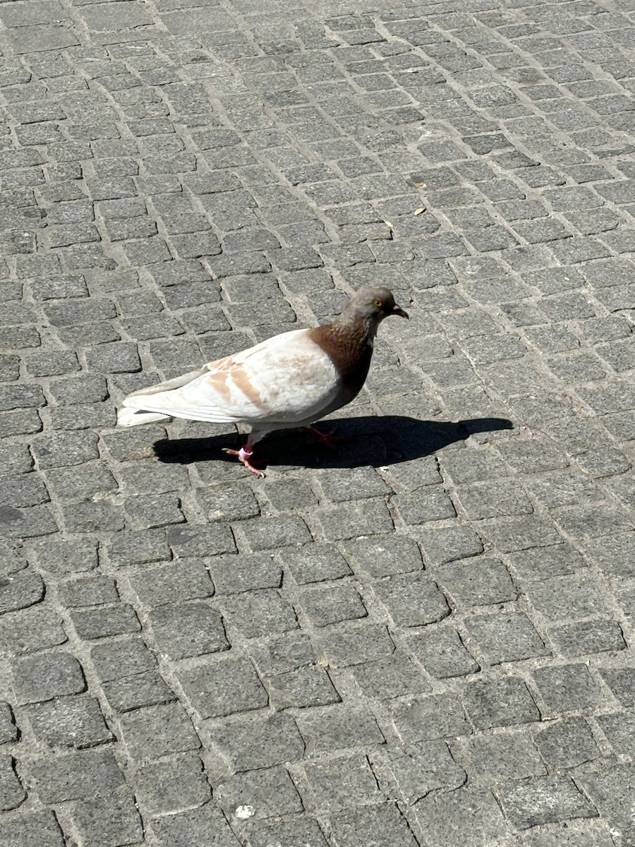 Rock Pigeon (Feral Pigeon) - ML619410853