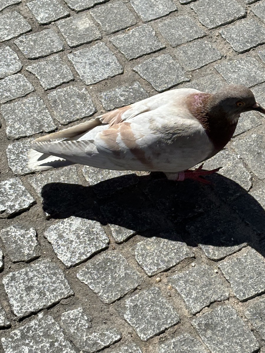 Rock Pigeon (Feral Pigeon) - ML619410854