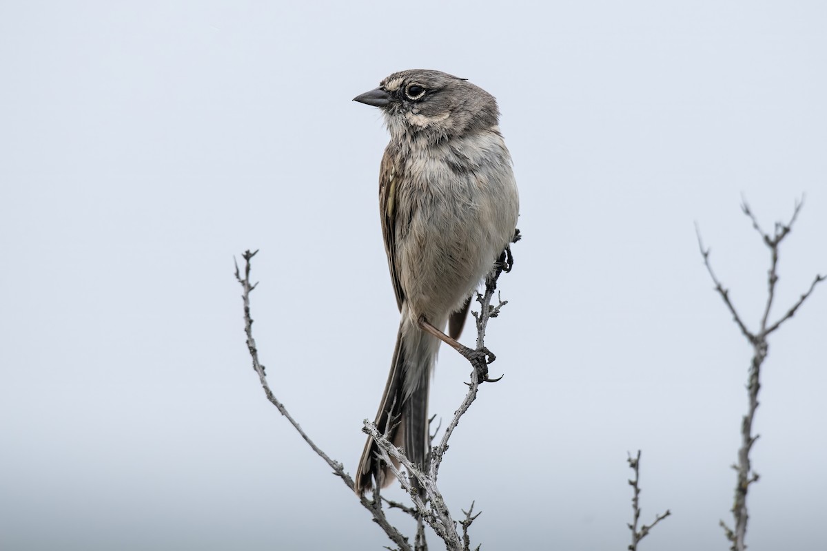 Sagebrush Sparrow - ML619410861