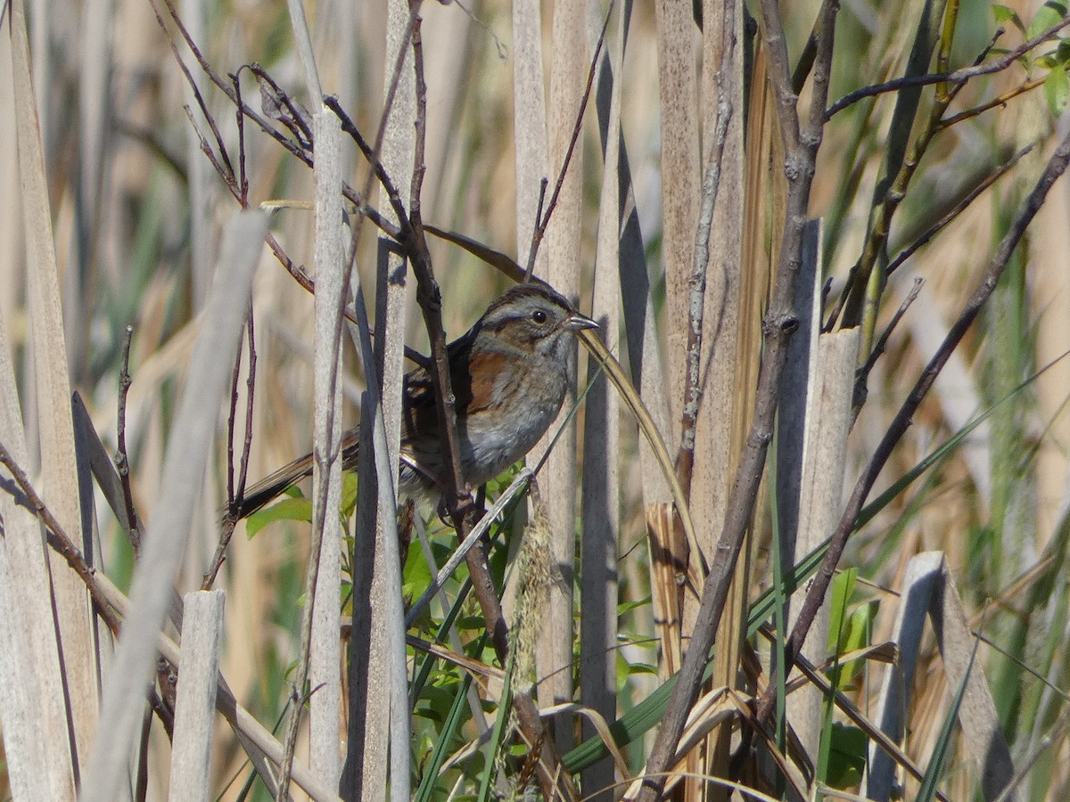 Swamp Sparrow - ML619410927