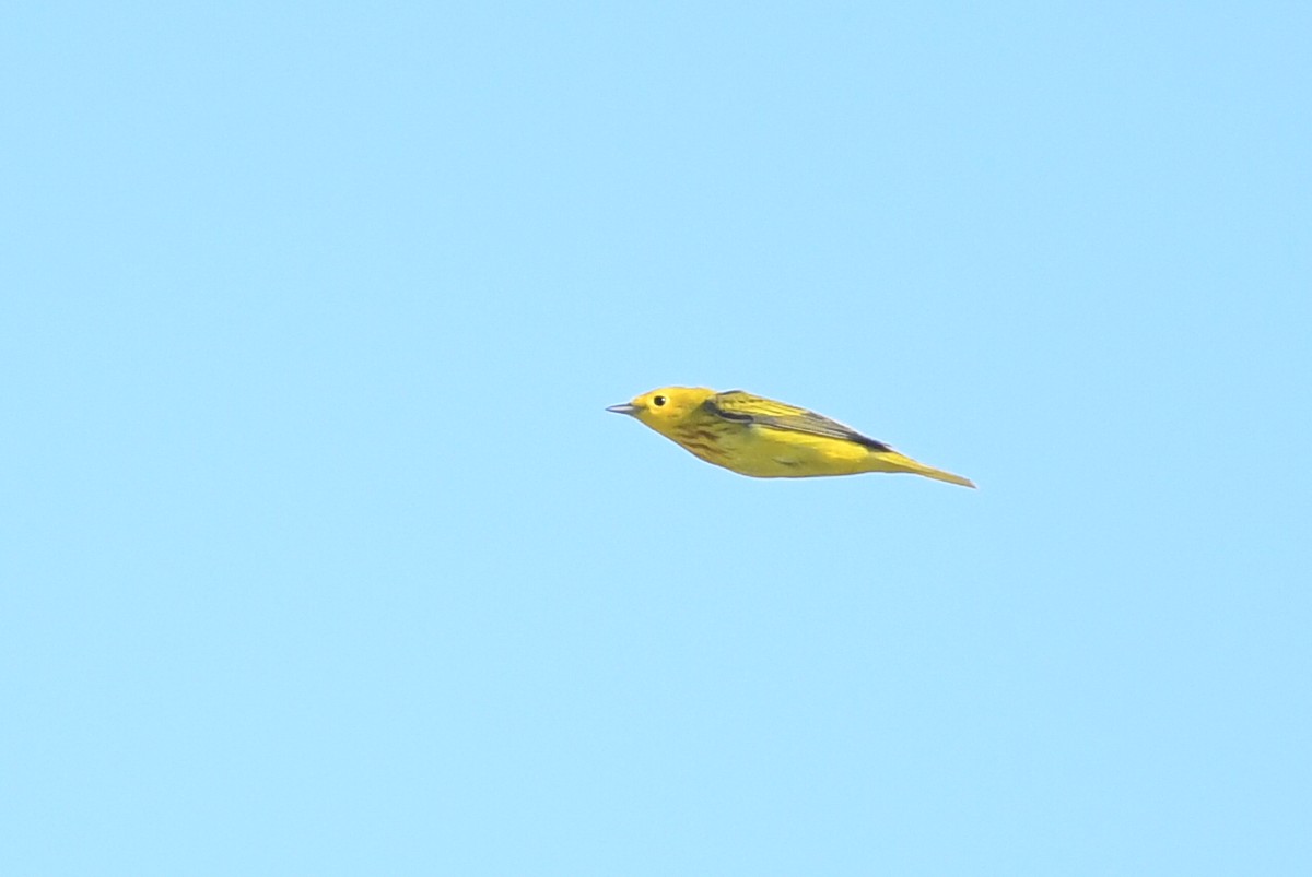 Yellow Warbler - ML619410934