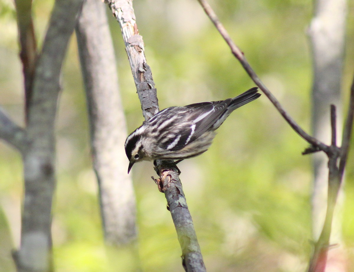 Black-and-white Warbler - ML619410955