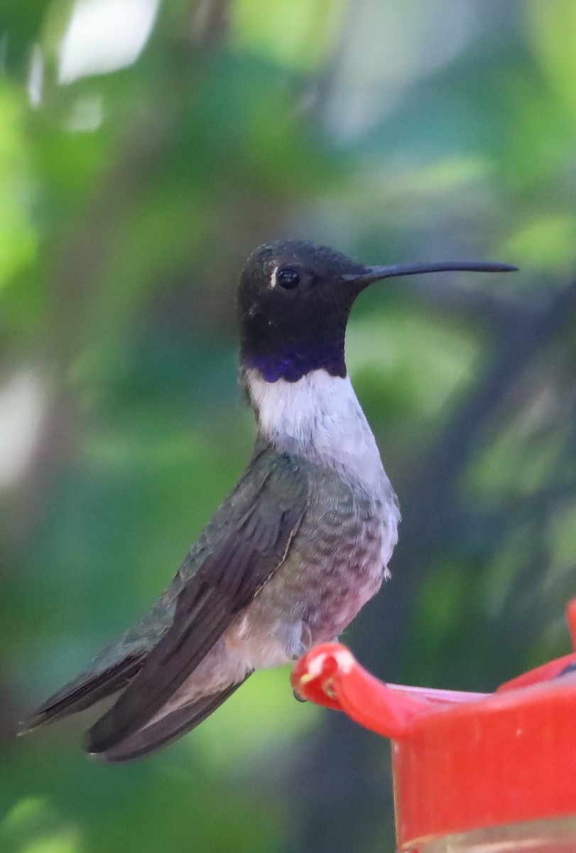 Black-chinned Hummingbird - ML619410959
