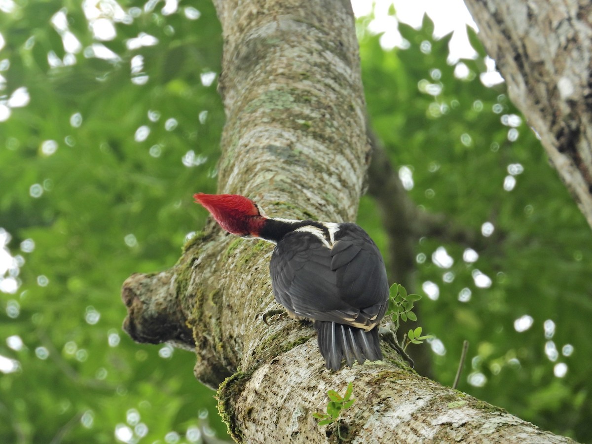 Crimson-crested Woodpecker - ML619410995