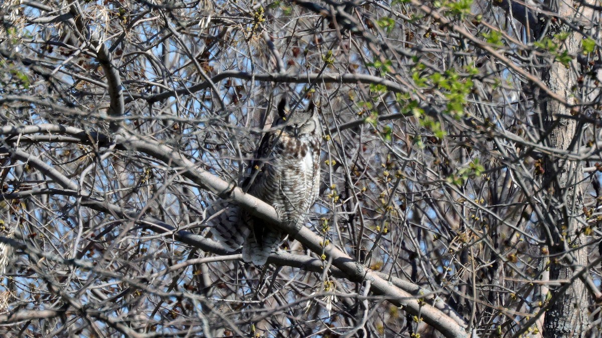 Great Horned Owl - ML619411077