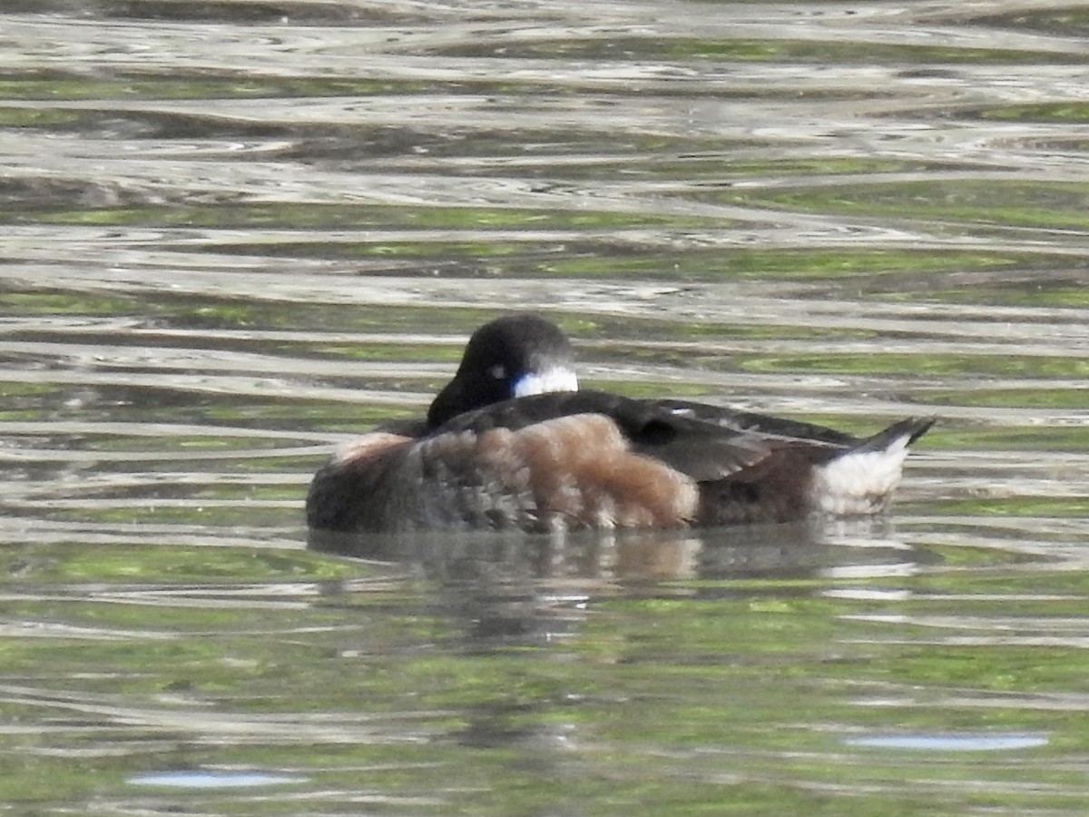 Greater Scaup - ML619411154
