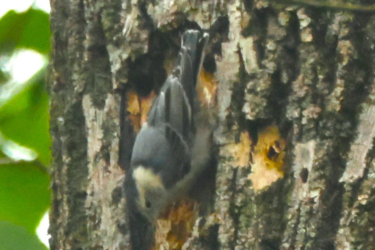 White-breasted Nuthatch - ML619411223