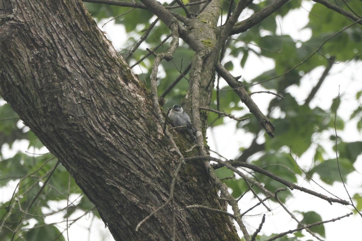 White-breasted Nuthatch - ML619411253