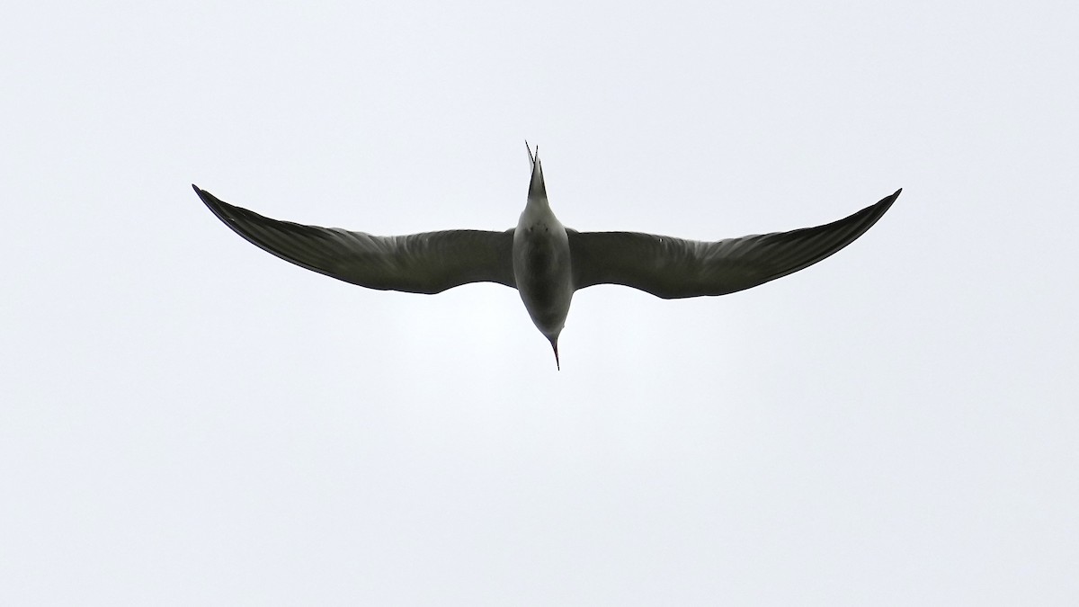 Common Tern - ML619411308