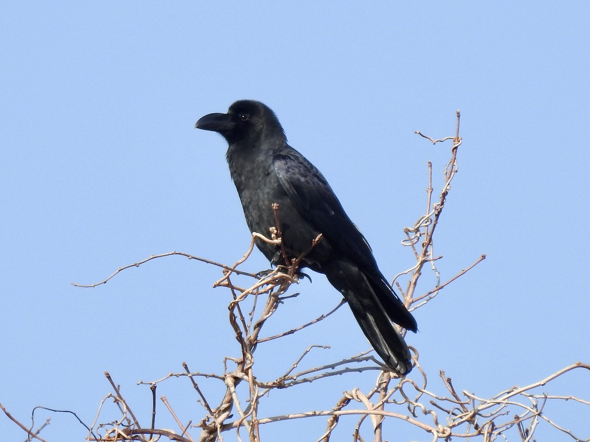 Large-billed Crow - ML619411339