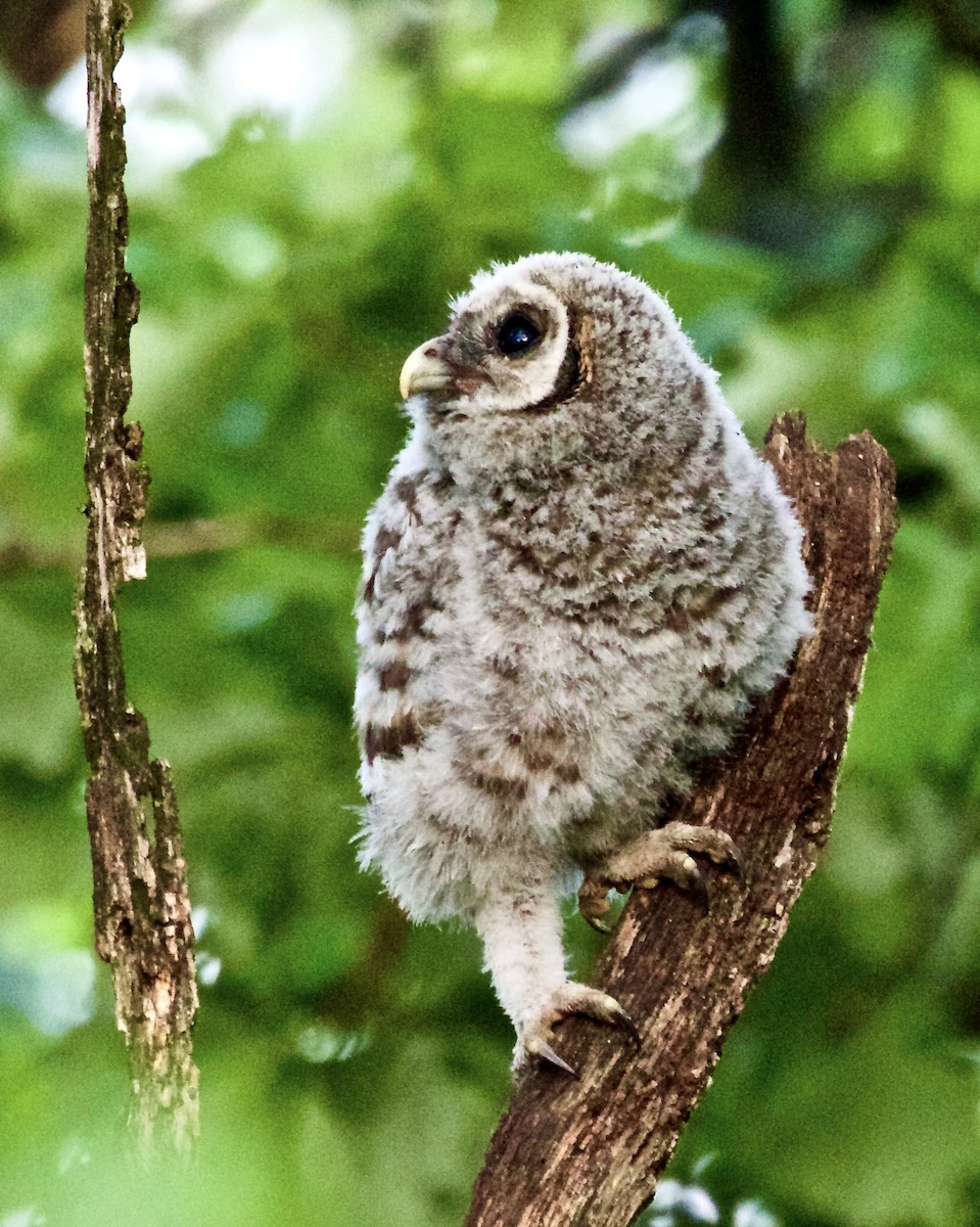 Barred Owl - ML619411502